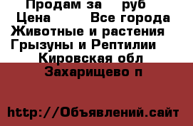 Продам за 50 руб. › Цена ­ 50 - Все города Животные и растения » Грызуны и Рептилии   . Кировская обл.,Захарищево п.